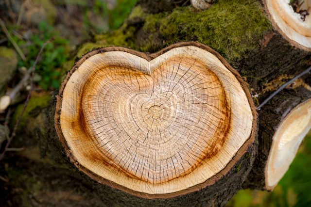 Heart-shaped tree rings.