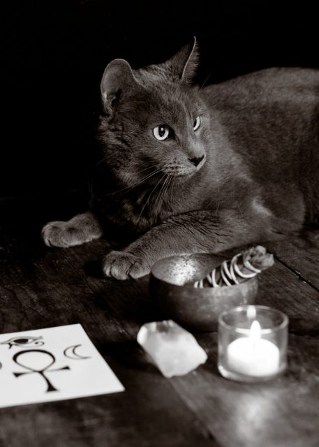 The cat’s former owner told The Siberia Times that the unannounced clairvoyant paid $84,000 for Charles Utkins.