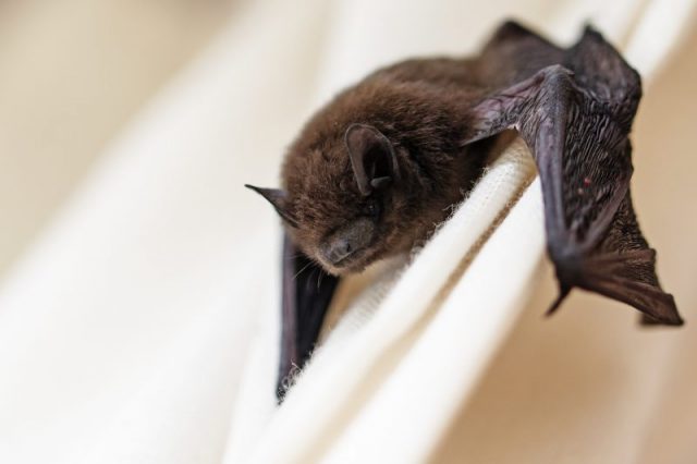 Ozzy didn’t realize it was a real animal until the bat bit his tongue.