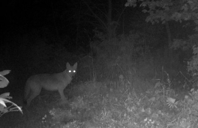 A coyote is caught on camera during the night.