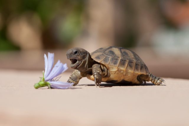 Baby turtle eat flower