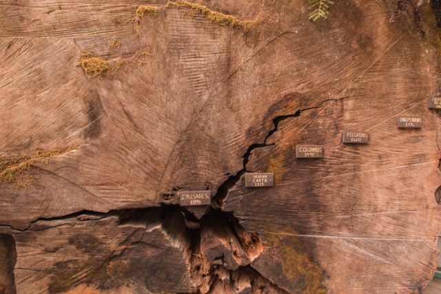 Old tree rings telling time and age of trunk.
