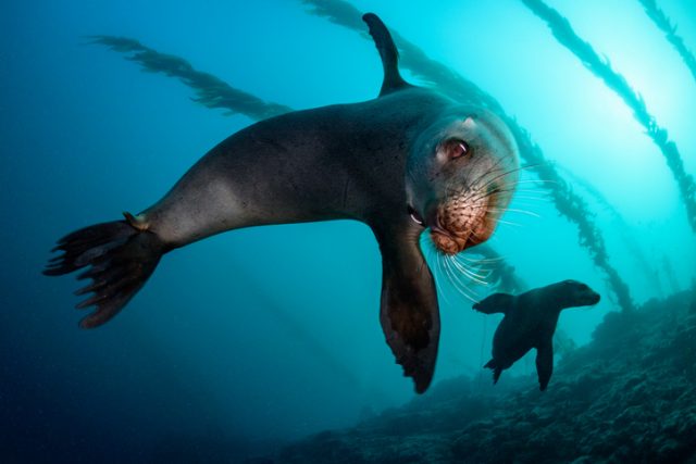 A pair of California sea lions off the coast of Santa Barbara Island, California.