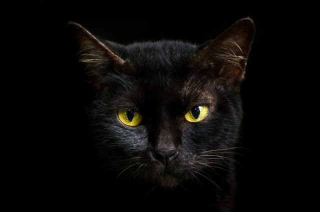 Cats have been objects of superstition and folklore throughout the ages and across cultures.