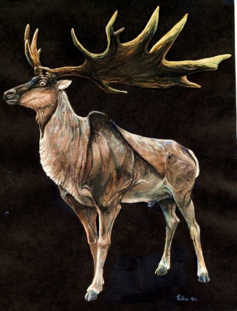 Life reconstruction of the extinct giant deer, genus Megaloceros. Photo by Pavel.Riha.CB CC BY-SA 3.0