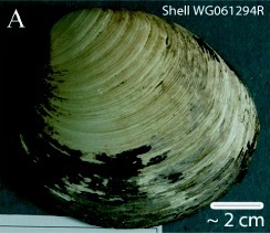 Left valve of Arctica islandica shell WG061294R collected from the north Icelandic shelf. (Ming). Photo by Alan D Wanamaker CC By SA 3,0
