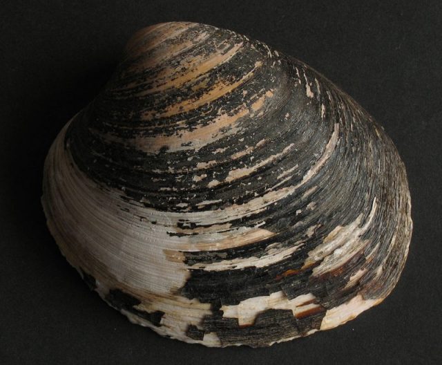 Ocean quahog (Arctica islandica). Photo by Manfred Heyde CC BY-SA 3.0