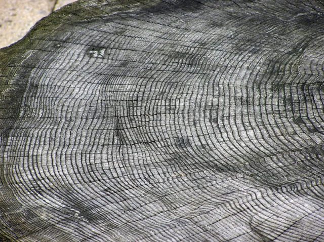 The growth rings of a tree at Bristol Zoo, England. Each ring represents one year; the outside rings, near the bark, are the youngest.