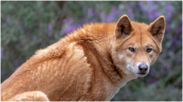 The Harrowing True Story Behind the "Dingo Ate My Baby" Saying | The