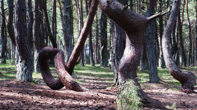 Dancing forest, Kaliningrad Oblast, Russia.