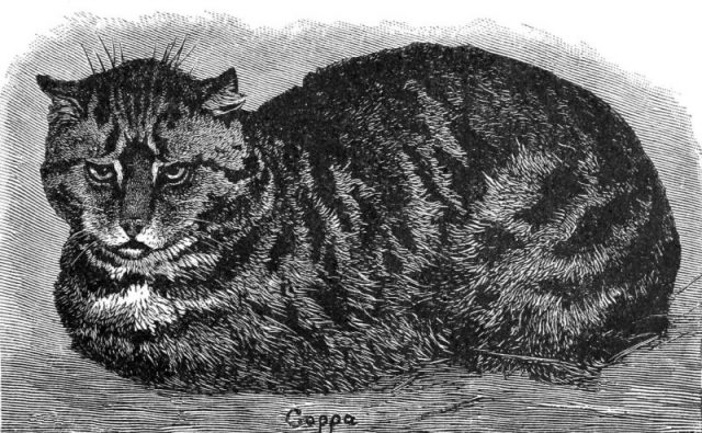 A 19th century drawing of a tabby cat.