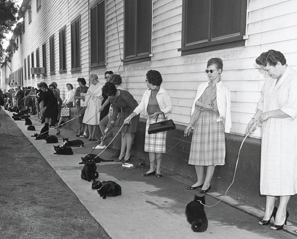 Casting call for black cats, Los Angeles, 1961. The studio was seeking cats for the Roger Corman movie Tales of Terror.