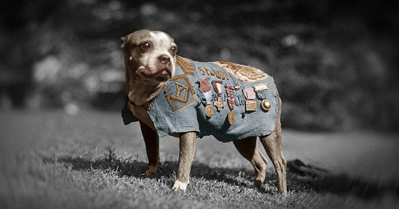 Sergeant Stubby wearing military uniform and decorations.