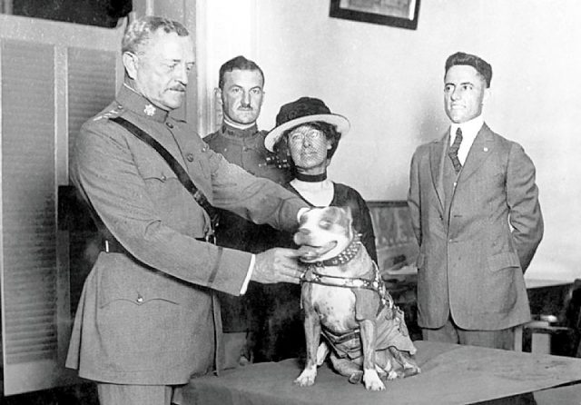 General John J. Pershing awards Sergeant Stubby with a medal in 1921.