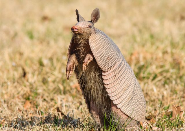 An armadillo standing up on its hind legs to look for danger.