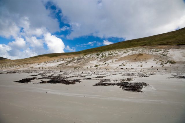 white sand and grassy hills on typical Falklands beach. There’s even a Magellan penguin walking through the stranded algae on the beach. my lightboxes: