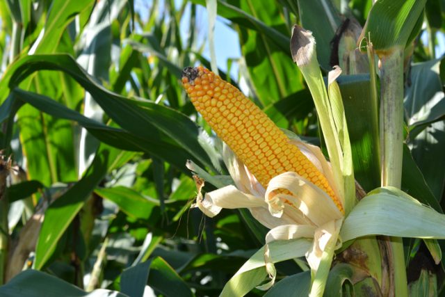 Ripe corn in fall.