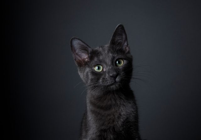 As part of the “black masses” to worship Satan, according to confessions extracted by the papal inquisitor, a statue of a black cat would come to life, walking backward through the meeting