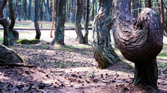 Dancing forest, Curonian Spit, Kaliningrad.