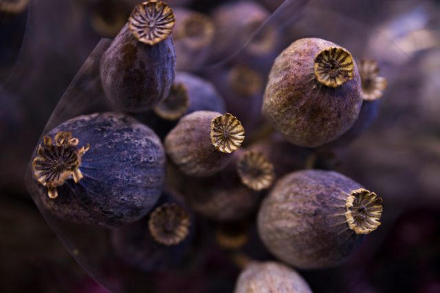 dry poppy purple and gray color beautiful background diverse focus is not in the middle