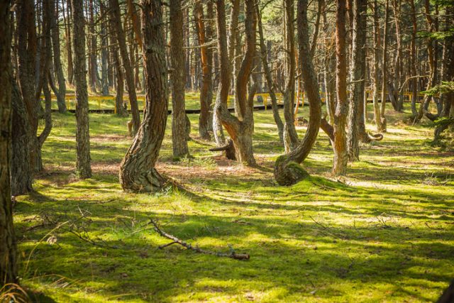 Image of dancing forest at Curonian spit in Kaliningrad region of Russia.