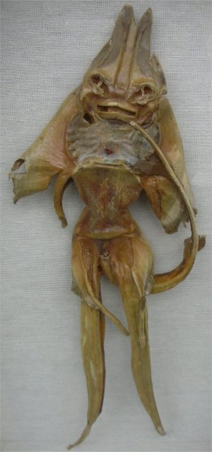 Jenny Haniver. Photo by M.Violante CC BY 2.5