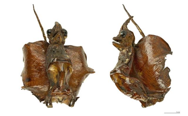 Jenny Haniver little dragon form. Former Jules Berdoulat collection. Obtained from one Guitarfish – Two views of same specimen.You actually see a stingray. 18th century sailors, especially Dutch, were masters at transforming stuffed fish.