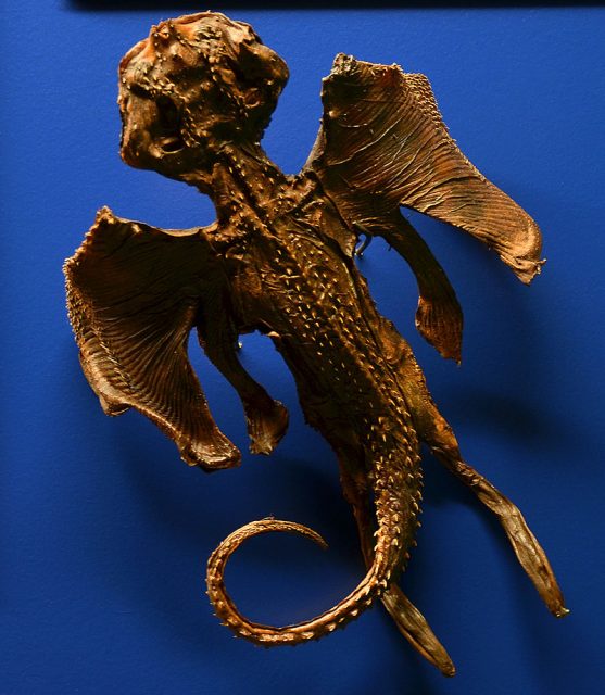 Jenny Haniver in the Muséum d’Histoire Naturelle de Genève ( Geneva ).