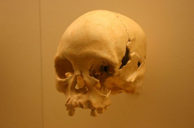 A cast of Luzia’s skull. Photo by Ryan Somma CC BY-SA 2.0