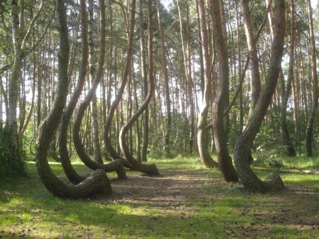 Crooked Forest, Poland. Photo by Artur Strzelczyk CC BY-SA 3.0