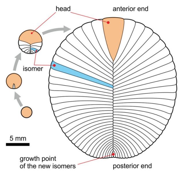 Ontogeny of Dickinsonia costata. Photo by Aleksey Nagovitsyn (Alnagov) CC BY-SA 3.0