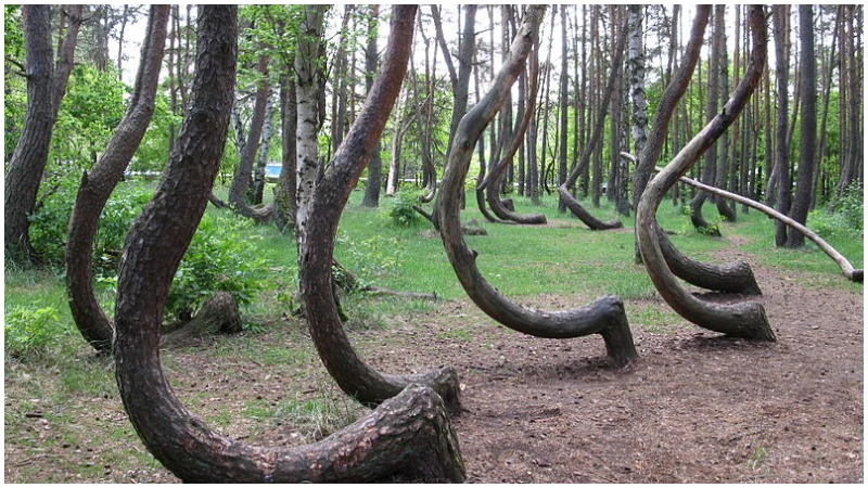 Crooked Forest near Gryfino, Poland. Photo by Rzuwig CC BY-SA 3.0