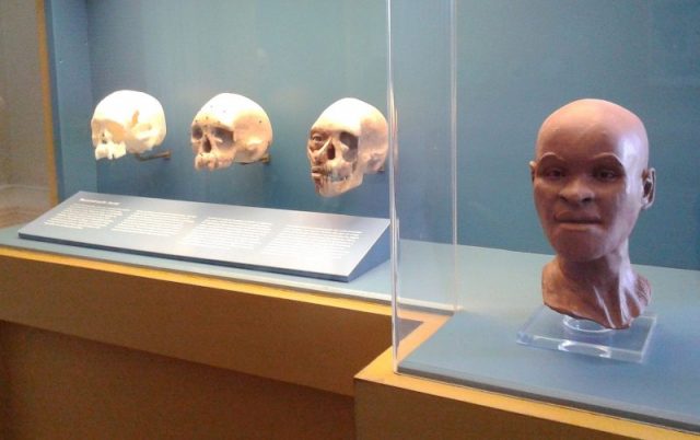 Facial reconstruction at the National Museum of Brazil (2015 photograph). Photo by Dornicke  CC BY-SA 4.0