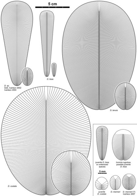 Schematic reconstructions of Dickinsonia costata, D. lissa, D. tenuis, D. menneri, D. sp. and Ivovicia rugulosa. Photo by Aleksey Nagovitsyn (Alnagov) -CC BY-SA 3.0