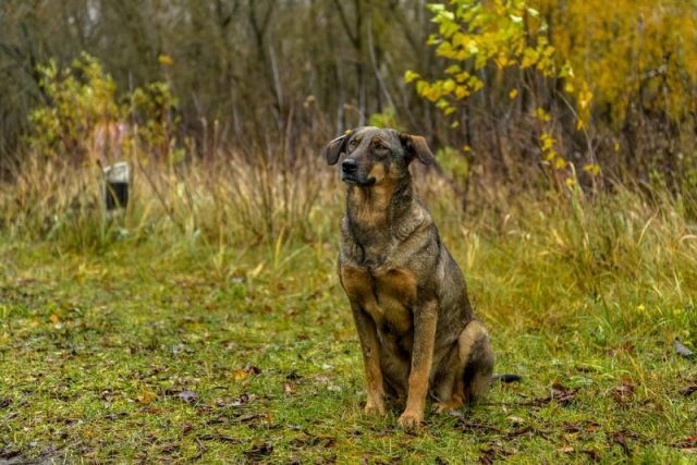 Radioactive dog. Photo by Jorge Franganillo CC BY 2.0