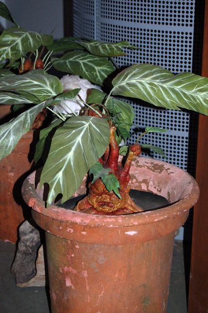 Mandrake prop. Photo by Rob Young CC BY 2.0