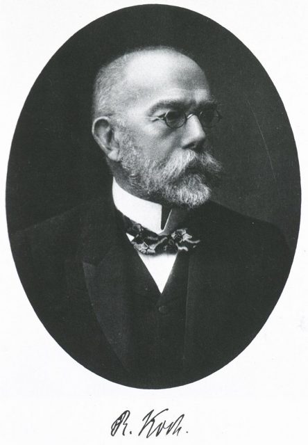 Robert Koch discovered the tuberculosis bacillus.