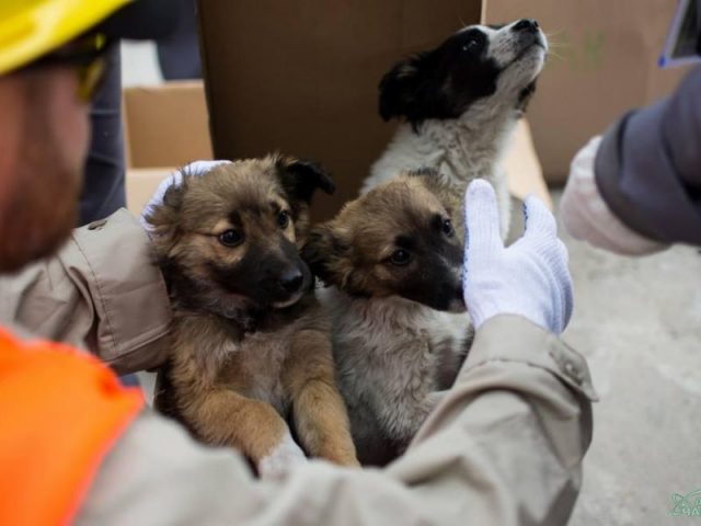 Photo by Chernobyl Exclusion Zone Authority