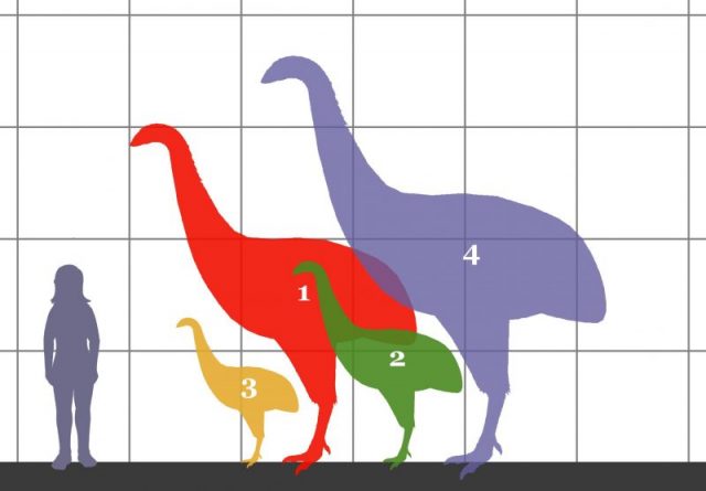Size comparsion between 4 species of terror bird and a human. 1. Dinornis novaezelandiae (3 meters tall). 2. Emeus crassus (1.8 meters tall). 3. Anomalopteryx didiformis (1.3 meters tall). 4. Dinornis robustus (3.6 meters tall).