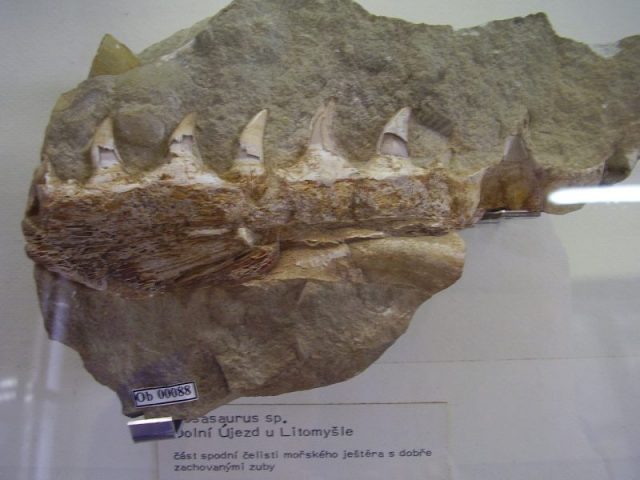 Fossil jaw fragment of a mosasaurid reptile from Dolní Újezd by Litomyšl, Czech Republic. Photo by Meridas CC BY-SA 4.0