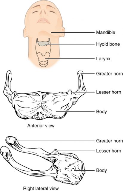 Hyoid bone. Photo by OpenStax College CC BY 3.0