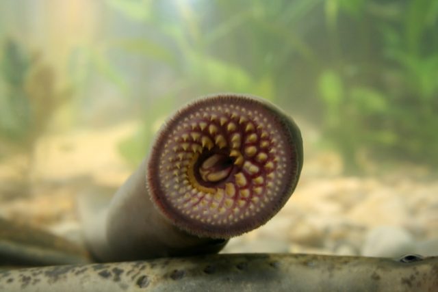 Mouth of a sea lamprey