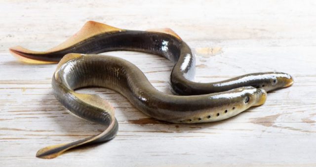 Two lampreys