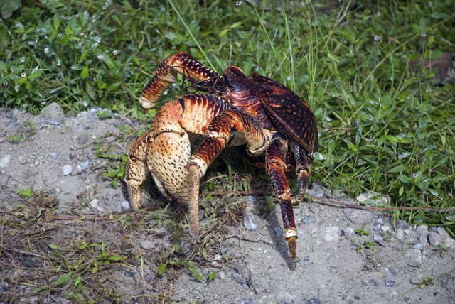 Side view of the large front claw of a young coconut crab (Birgus latro) which is a species of terrestrial hermit crab, also known as the robber crab or palm thief. It is the largest land-living arthropod in the world, Diego Garcia, BIOT.