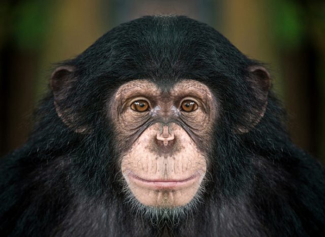 Chimpanzee.