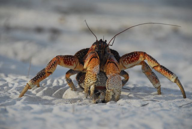 Coconut crab