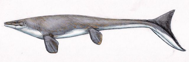 Life restoration of a mosasaur (Platecarpus tympaniticus) informed by fossil skin impressions. Photo by Dmitry Bogdanov CC BY 3.0