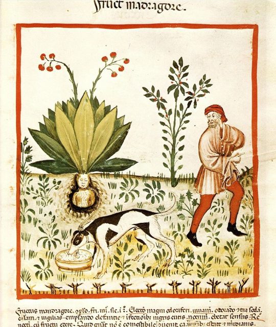 Mandragora, from Tacuinum Sanitatis (1474).
