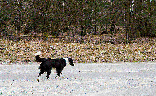 Misha, a guard dog on the Chernobyl reactor. Photo by Timm Suess CC BY SA 2.0