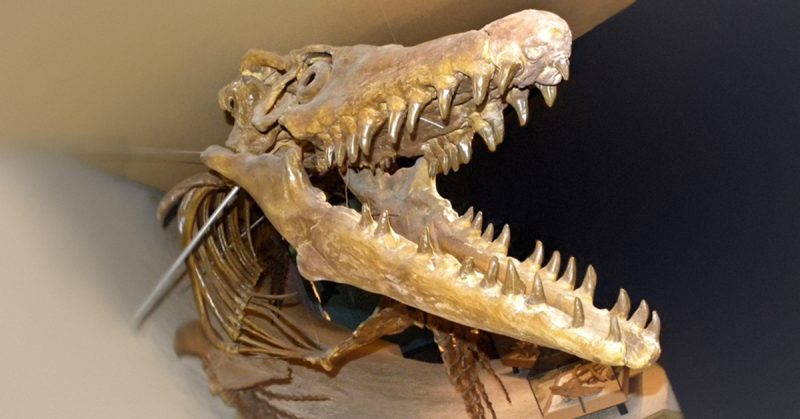 Mososaurus skeleton